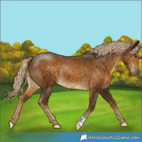 Horse Color:Chocolate Palomino 