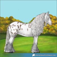 Horse Color:Liver Red Dun Appaloosa 