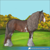Horse Color:Liver Chestnut Sabino 