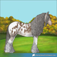 Horse Color:Liver Red Dun Tobiano Appaloosa 