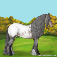 Horse Color:Brown Appaloosa 