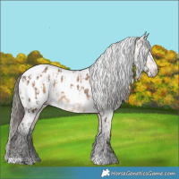 Horse Color:White Spotted Bay Dun Appaloosa  and Gray Bay Roan Dun Appaloosa 