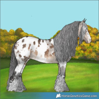 Horse Color:White Spotted Brown Dun Appaloosa 