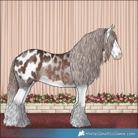 Horse Color:Liver Chestnut Splash Appaloosa Rabicano