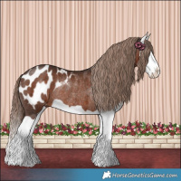 Horse Color:Liver Chestnut Splash Appaloosa Rabicano