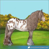 Horse Color:White Spotted Liver Red Dun Sabino Splash Appaloosa