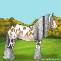 Horse Color:Buckskin Dun Sabino Splash Leopard 