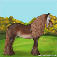 Horse Color:White Spotted Liver Chestnut 