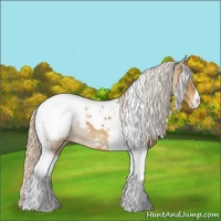 Horse Color:Palomino Tobiano Appaloosa 