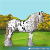 Horse Color:Liver Chestnut Tobiano Appaloosa 