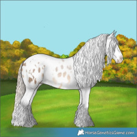 Horse Color:White Spotted Chocolate Palomino Splash Tobiano Appaloosa 