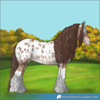 Horse Color:White Spotted Classic Champagne Tobiano Appaloosa 