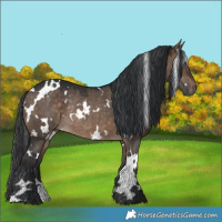 Horse Color:White Spotted Brown Dun Rabicano 