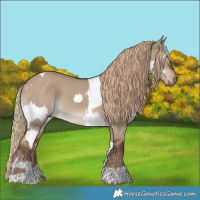 Horse Color:Chocolate Palomino Tobiano Appaloosa Rabicano  and Liver Red Dun Tobiano 