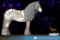 Horse Color:Chocolate Palomino Dun Appaloosa  and Liver Red Dun Appaloosa Rabicano 