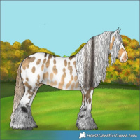 Horse Color:Buckskin Dun Near Leopard Rabicano 