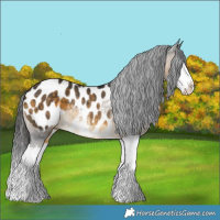 Horse Color:Buckskin Splash Appaloosa Rabicano