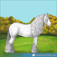 Horse Color:Liver Chestnut Sabino Appaloosa 