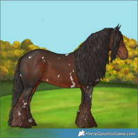 Horse Color:White Spotted Liver Chestnut 