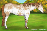 Horse Color:White Spotted Red Dun Rabicano 