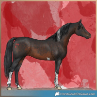 Horse Color:Brown Tobiano 