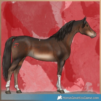 Horse Color:Liver Chestnut Sabino Tobiano 