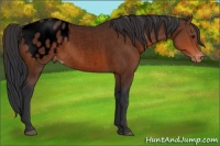 Horse Color:Void Brown Roan Sabino Blanket 