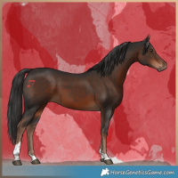 Horse Color:Liver Chestnut Tobiano 