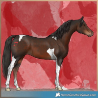 Horse Color:Liver Chestnut Tobiano 