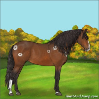 Horse Color:Buckskin Sabino