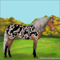 Horse Color:Silver Bay Tobiano Appaloosa 