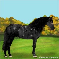 Horse Color:Void Bay Sabino 