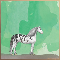 Horse Color:White Spotted Brown Dun Sabino Appaloosa Rabicano