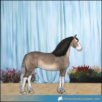 Horse Color:Brown Dun Splash 