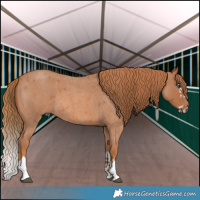 Horse Color:Red Roan Splash 