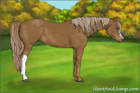 Horse Color:Chocolate Palomino 