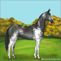 Horse Color:White Spotted Black Sabino 