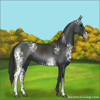Horse Color:White Spotted Black