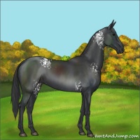 Horse Color:White Spotted Black