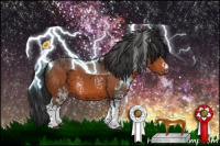 Horse Color:White Spotted Brown 