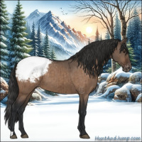 Horse Color:Brown Dun Appaloosa Brindle 
