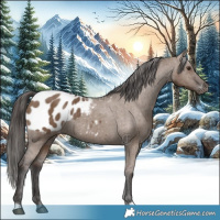 Horse Color:Liver Red Dun Appaloosa Brindle 