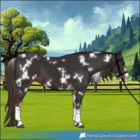 Horse Color:White Spotted Liver Chestnut 