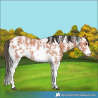 Horse Color:Bay Sabino 