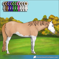 Horse Color:Gold Champagne Splash 