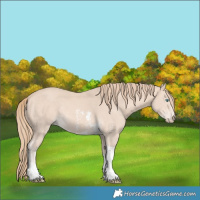 Horse Color:Perlino Sabino Tobiano Rabicano 