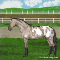 Horse Color:Liver Red Dun Blanket Brindle 