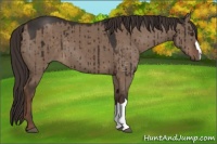 Horse Color:Liver Red Dun Brindle 
