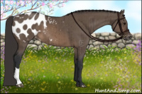 Horse Color:Brown Dun Appaloosa Brindle 