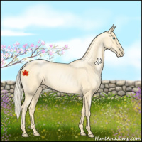 Horse Color:Palomino Pearl